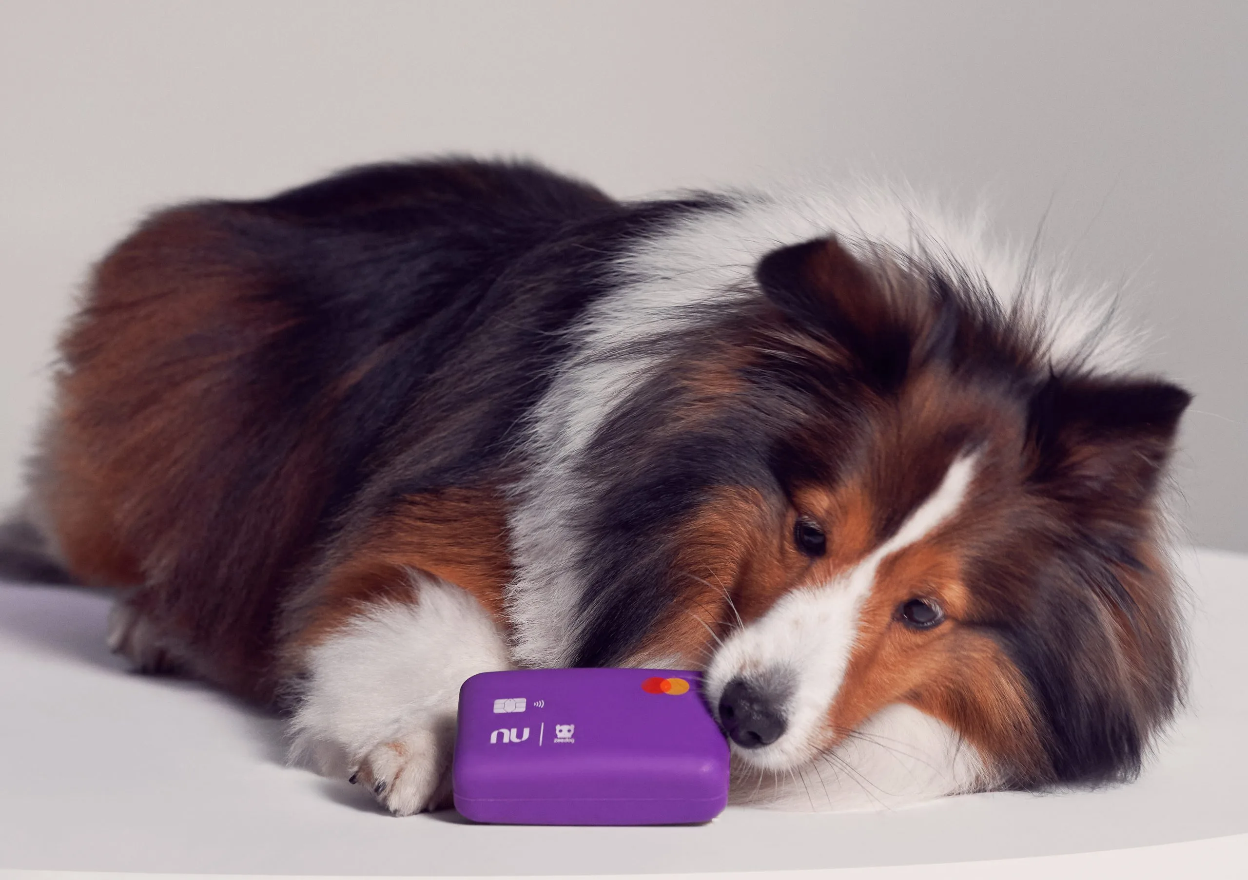 Nubank e Zee.Dog lançam cartão bom pra cachorro; os donos agradecem