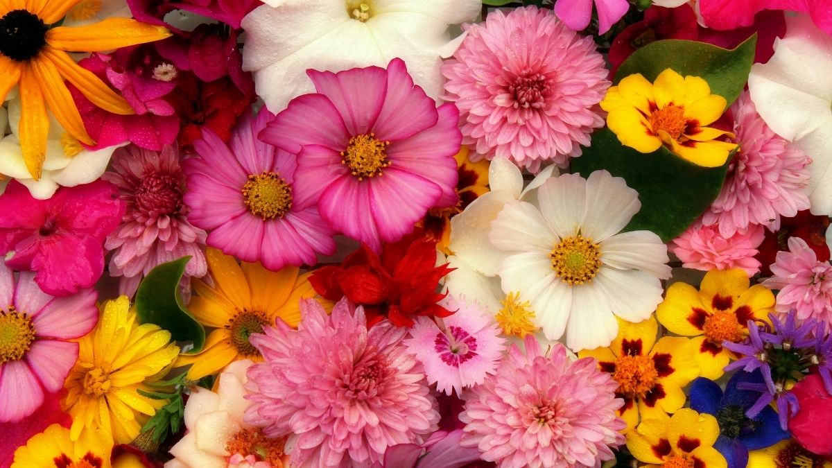 Várias flores coloridas juntas - Startups