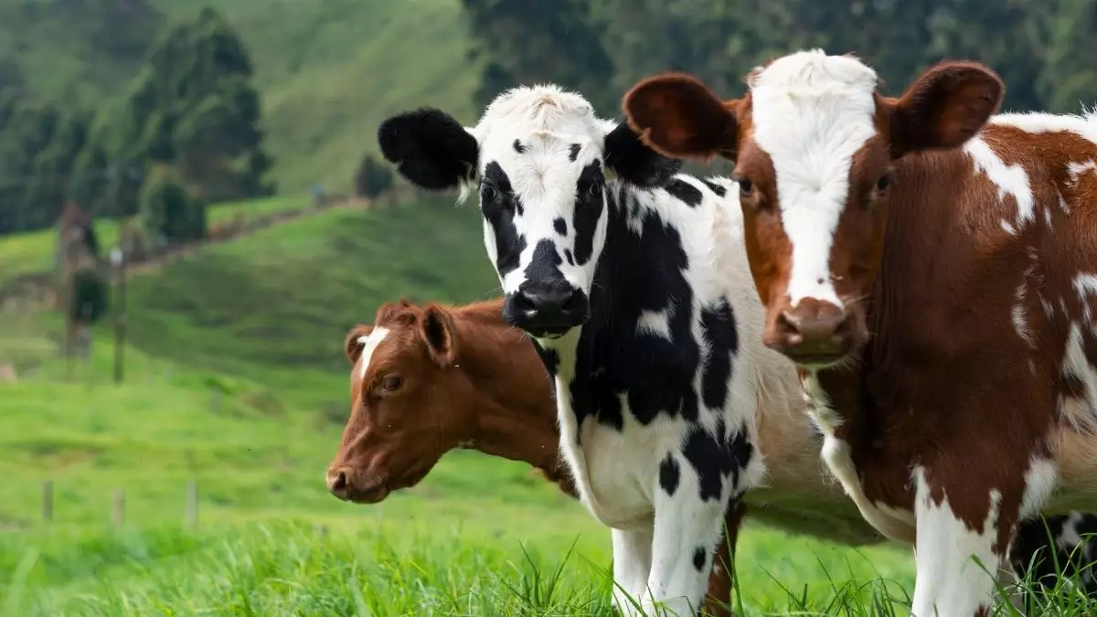 Imagem de 3 vacas em um pasto - Startups