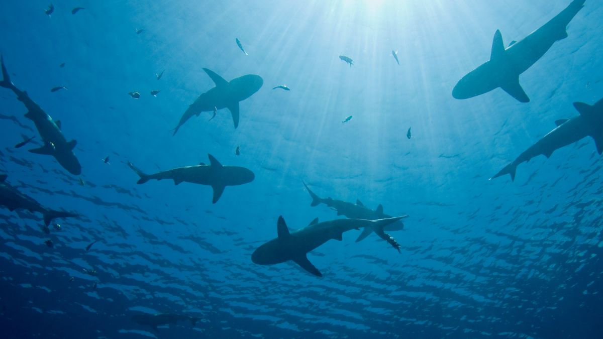 Na Nasdaq, Semantix se apronta para nadar com os tubarões