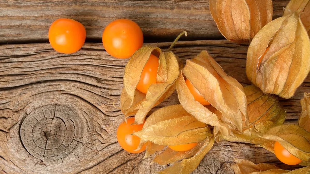 Physalis