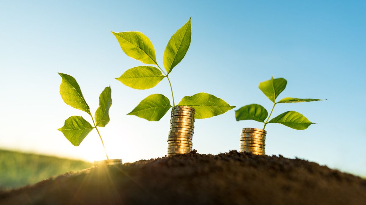 Arara Seed completa 1 ano e prevê fechar 2023 com R$ 4,5 mi transacionados