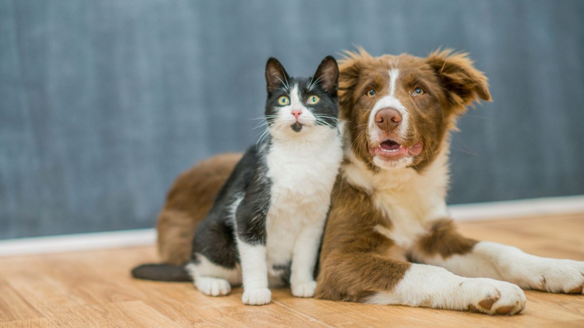 Empreendedoras criam startup de nutrição veterinária especializada para pets