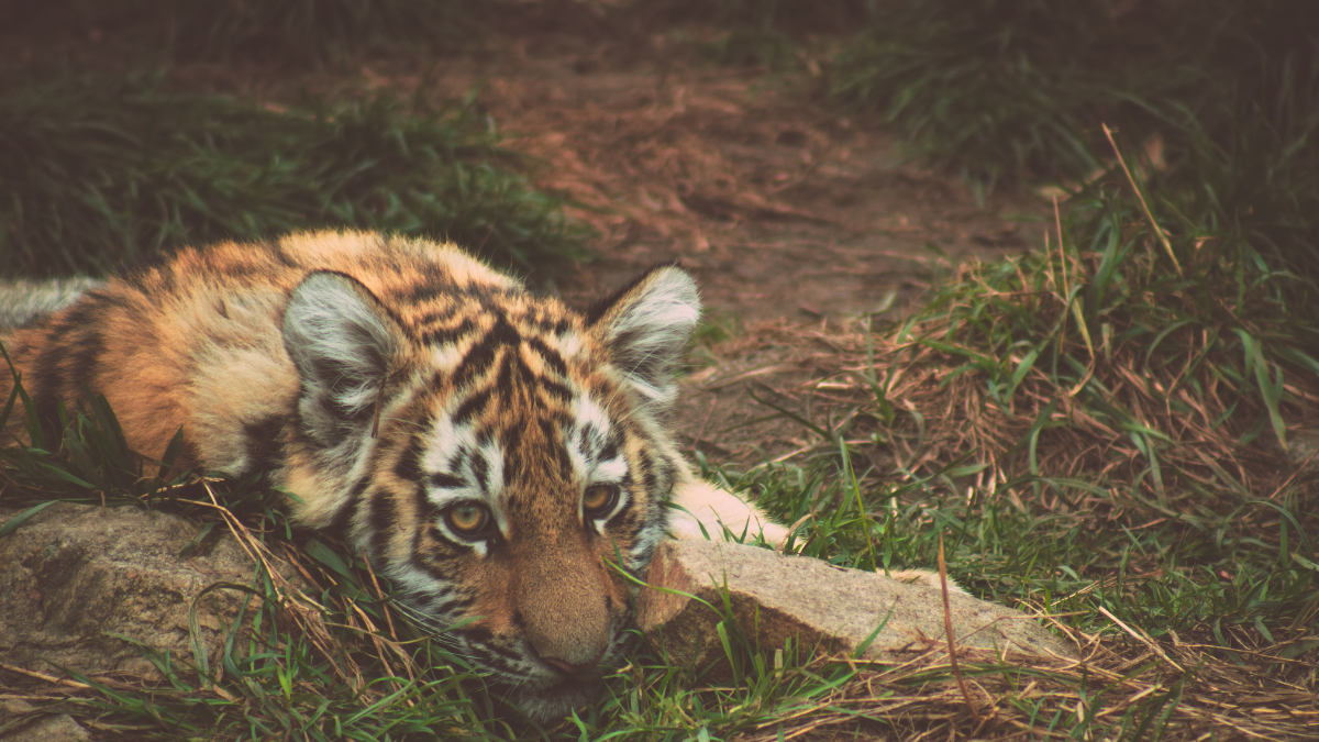 Tigre triste: Tiger Global fecha novo fundo 63% abaixo da meta