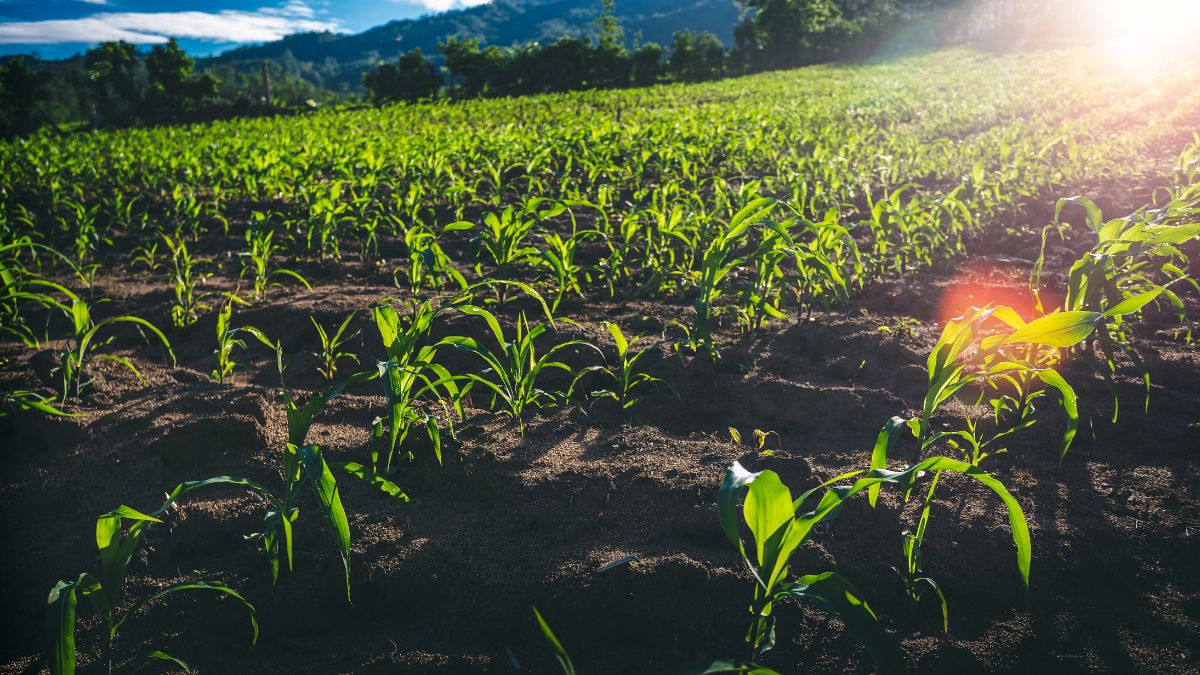 A produção rural muda com assistência técnica de qualidade