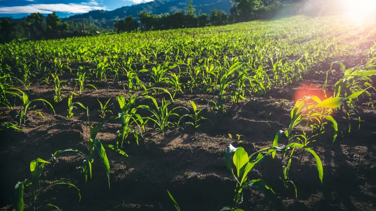 Produção rural